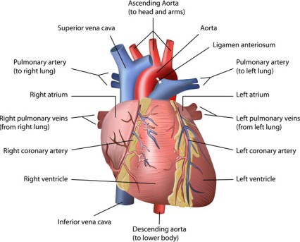 Minimally Invasive Pulmonary Artery Valve Repair by OrangeCountySurgeons.org - 2